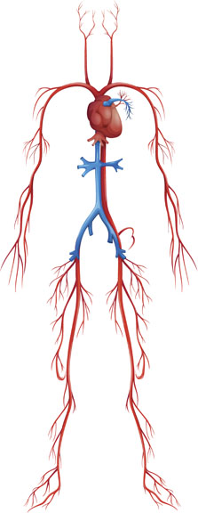 peripheral system inferior vena cava vascular circulatory angiogram illustrations procedures vector program clip blood veins human arteries illustration angio cardio